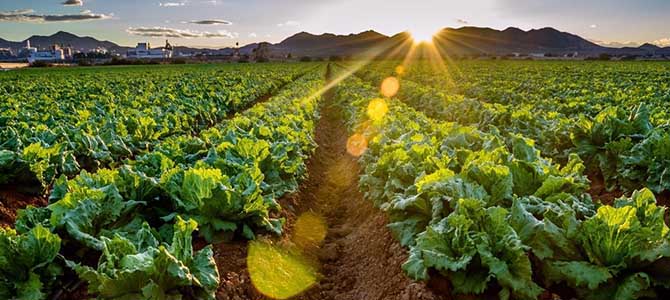 良好農(nóng)業(yè)規(guī)范認(rèn)證 良好農(nóng)業(yè)規(guī)范認(rèn)證